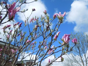 wandeling 17-04-2016 001